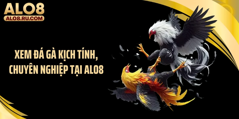Xem đá gà kịch tính, chuyên nghiệp tại ALO8